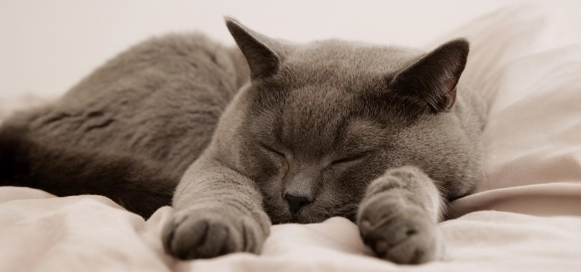 寝ている猫の写真