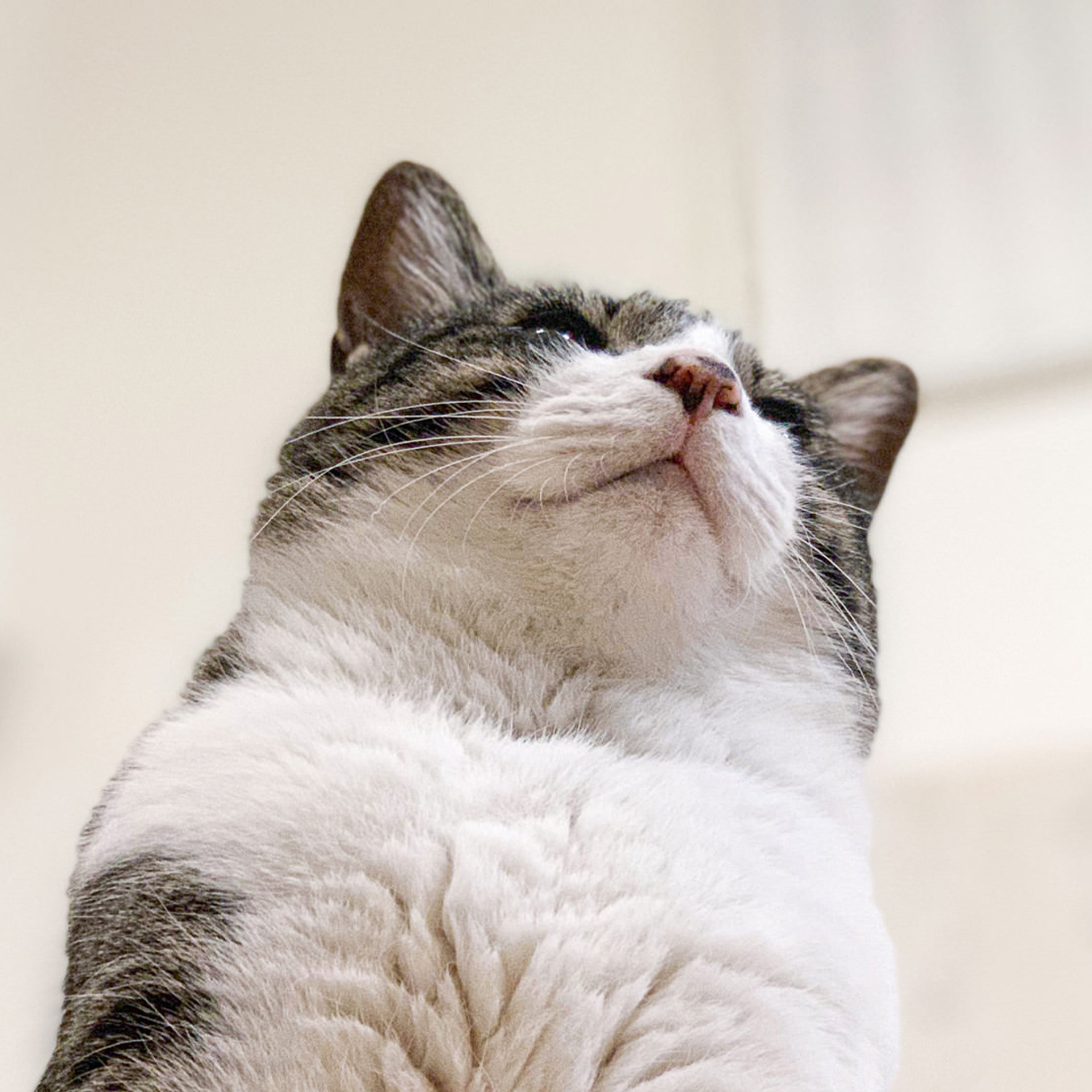 横向きの猫の写真