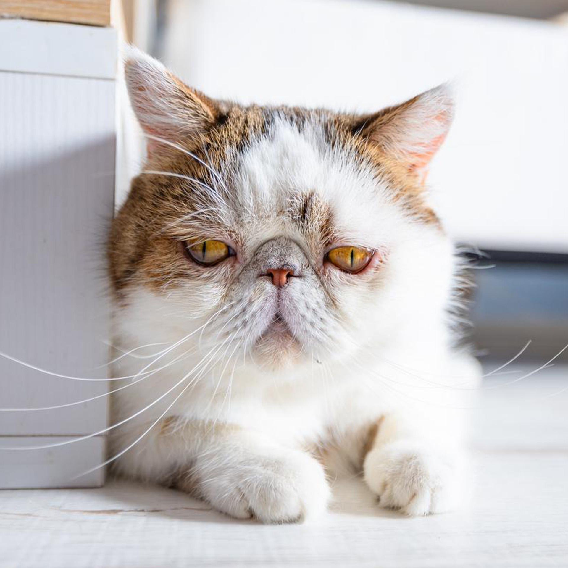 後ろ向きの猫の写真